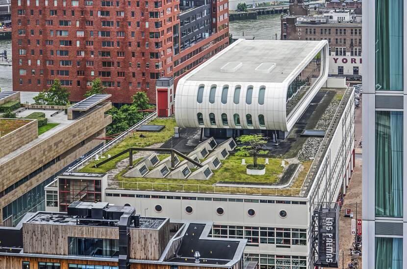 Groen dak in Rotterdam